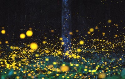 04-fireflies-in-japan1