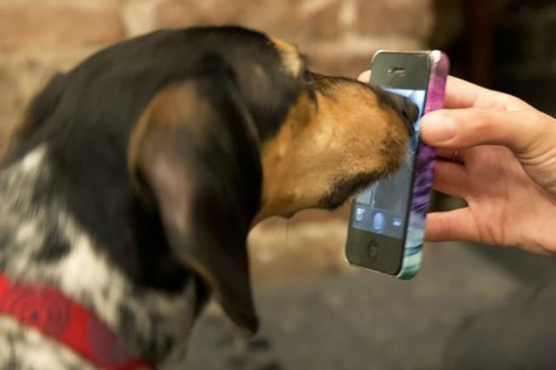 برقراری تماس تلفنی اورژانسی برای سگ‌ها ممکن می‌شود!
